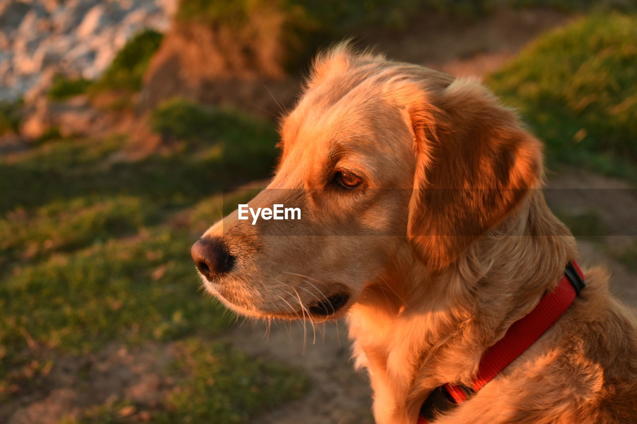 CLOSE-UP OF A DOG LOOKING AWAY ON FIELD