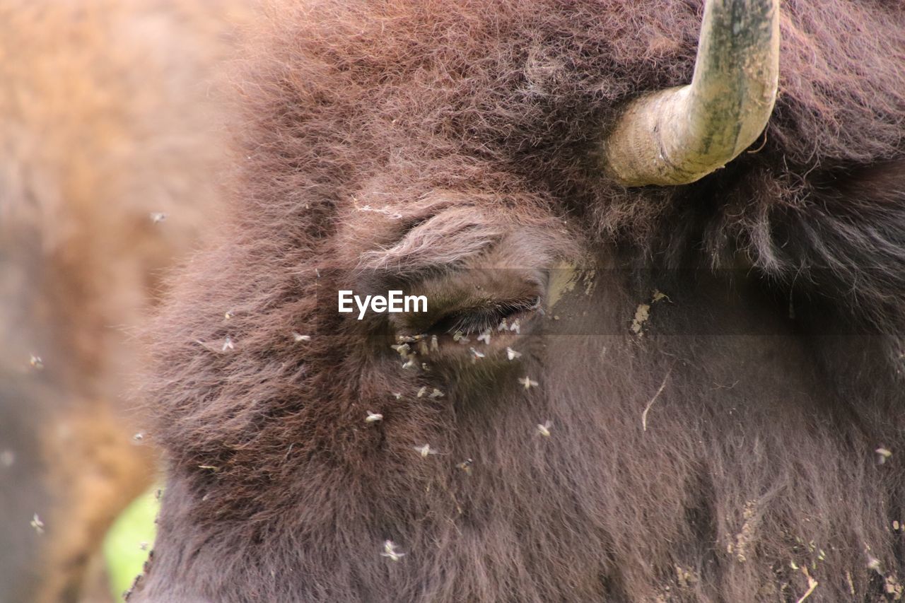 Close-up of a male bison