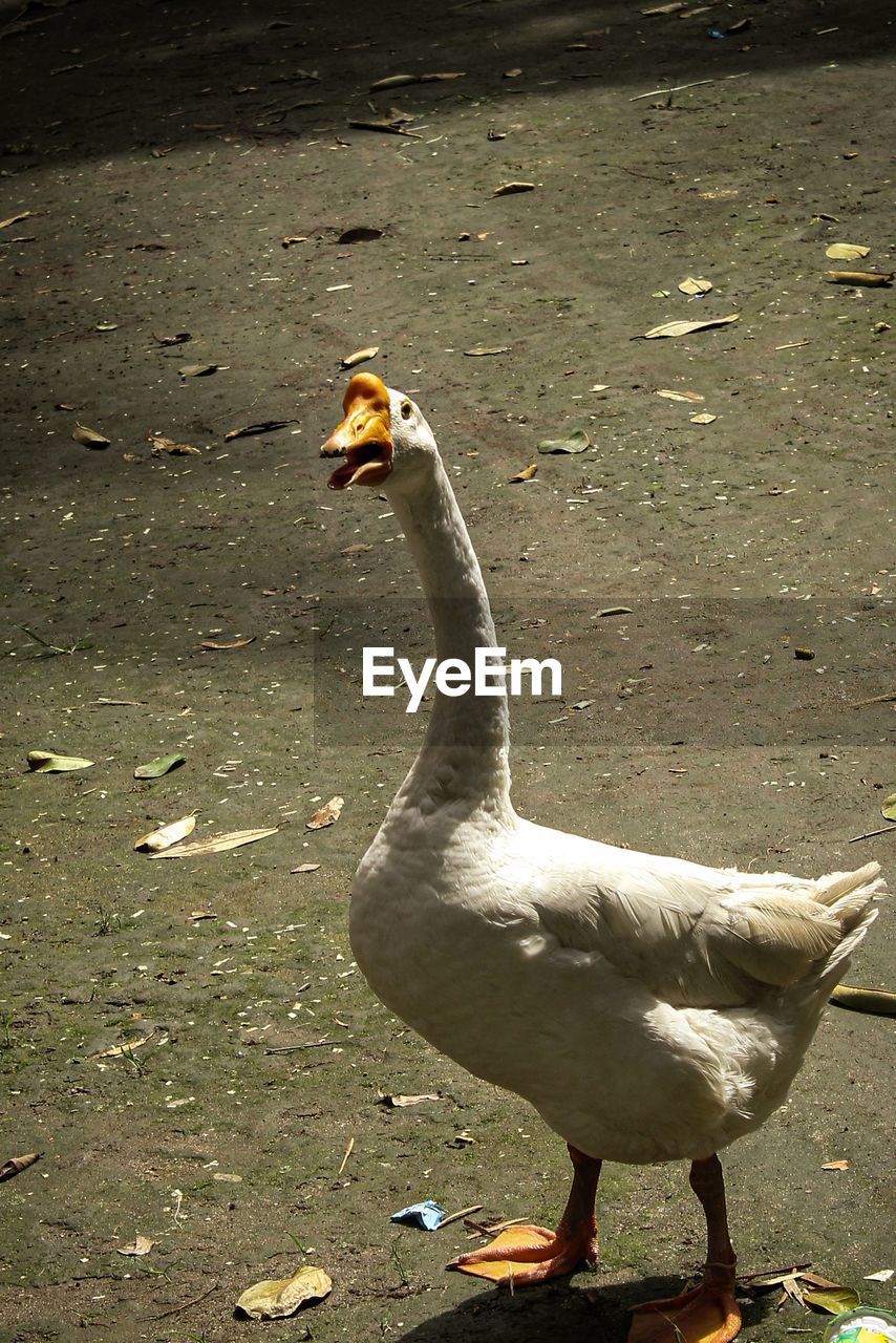 HIGH ANGLE VIEW OF BIRD ON THE FIELD