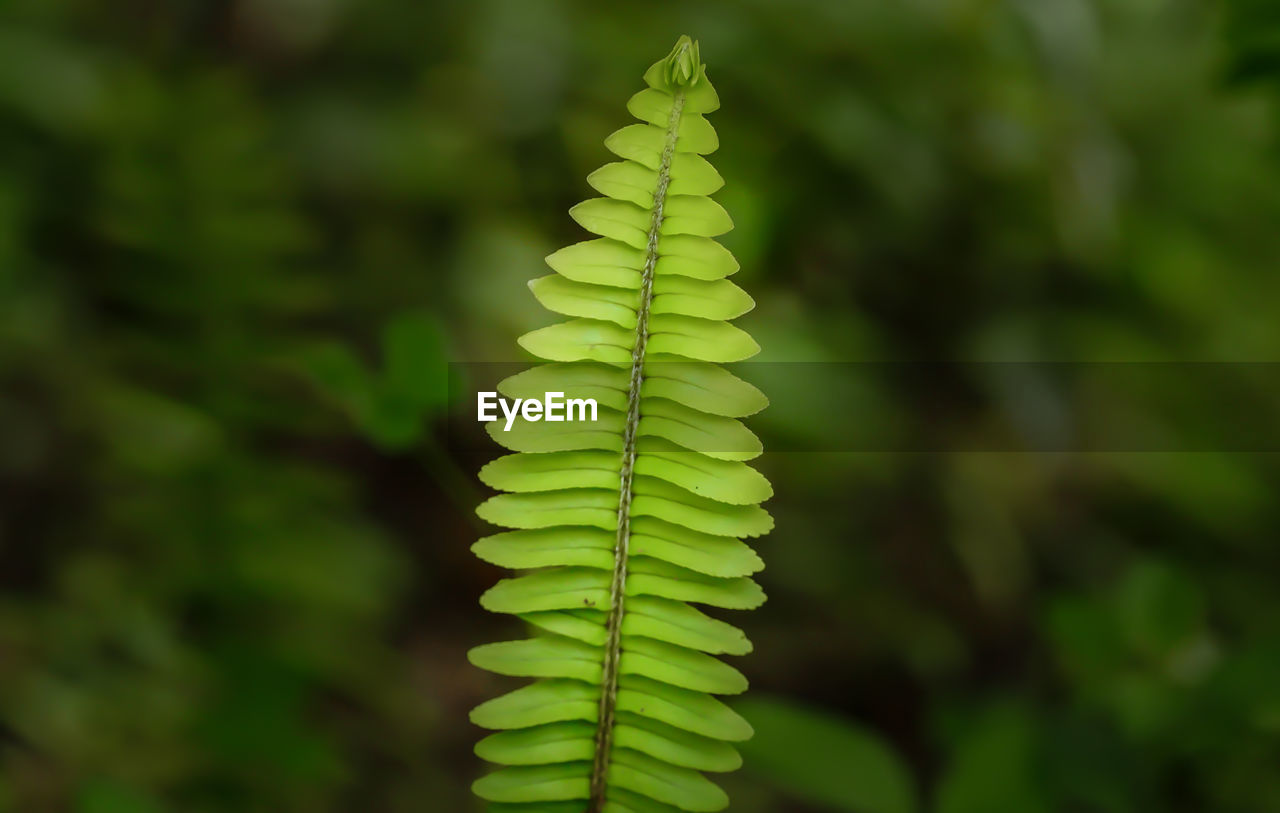 Close-up of plant