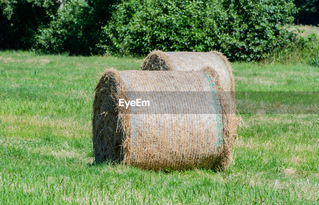 Hay bales on agricultural field