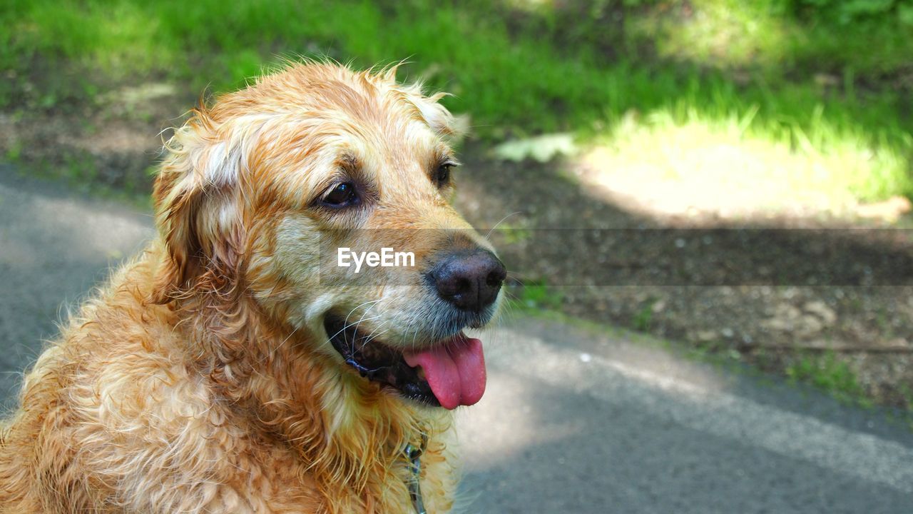 CLOSE-UP OF DOG LOOKING AWAY OUTDOORS