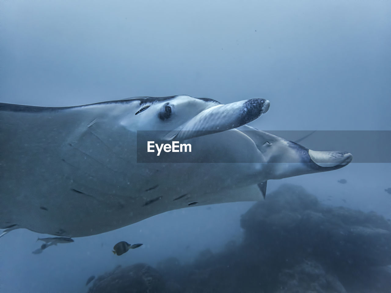 VIEW OF FISH SWIMMING