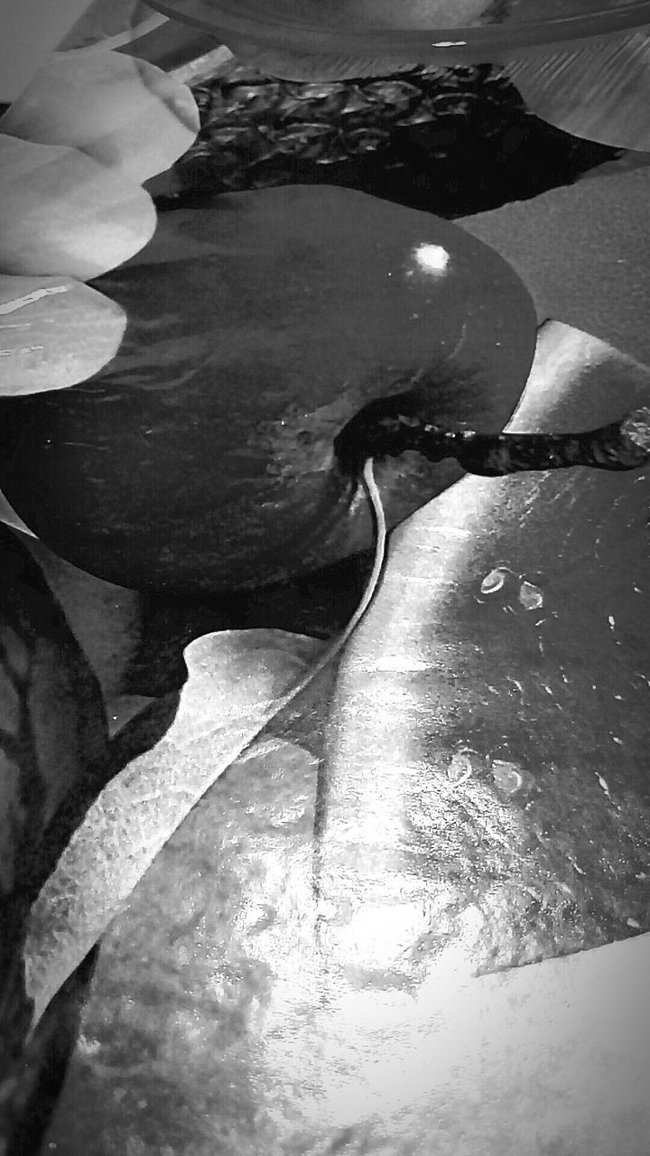 CLOSE-UP OF BIRD IN WATER