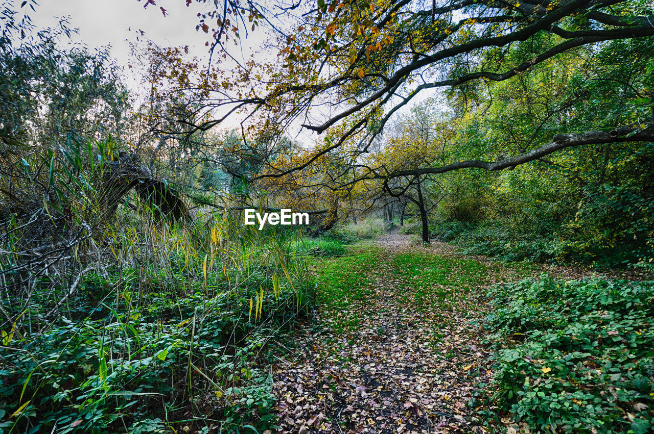 Trees and plants growing in forest