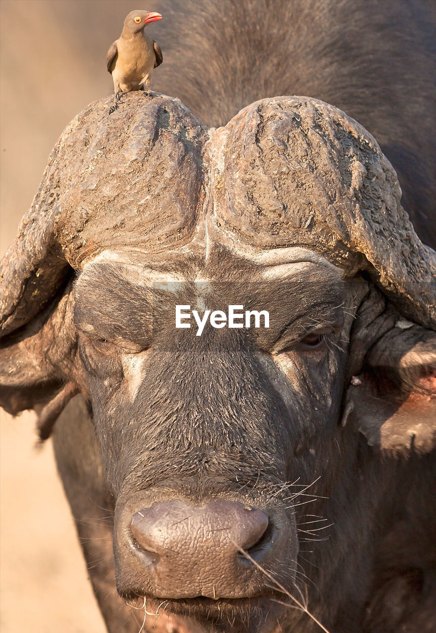 African cape buffalo, africa