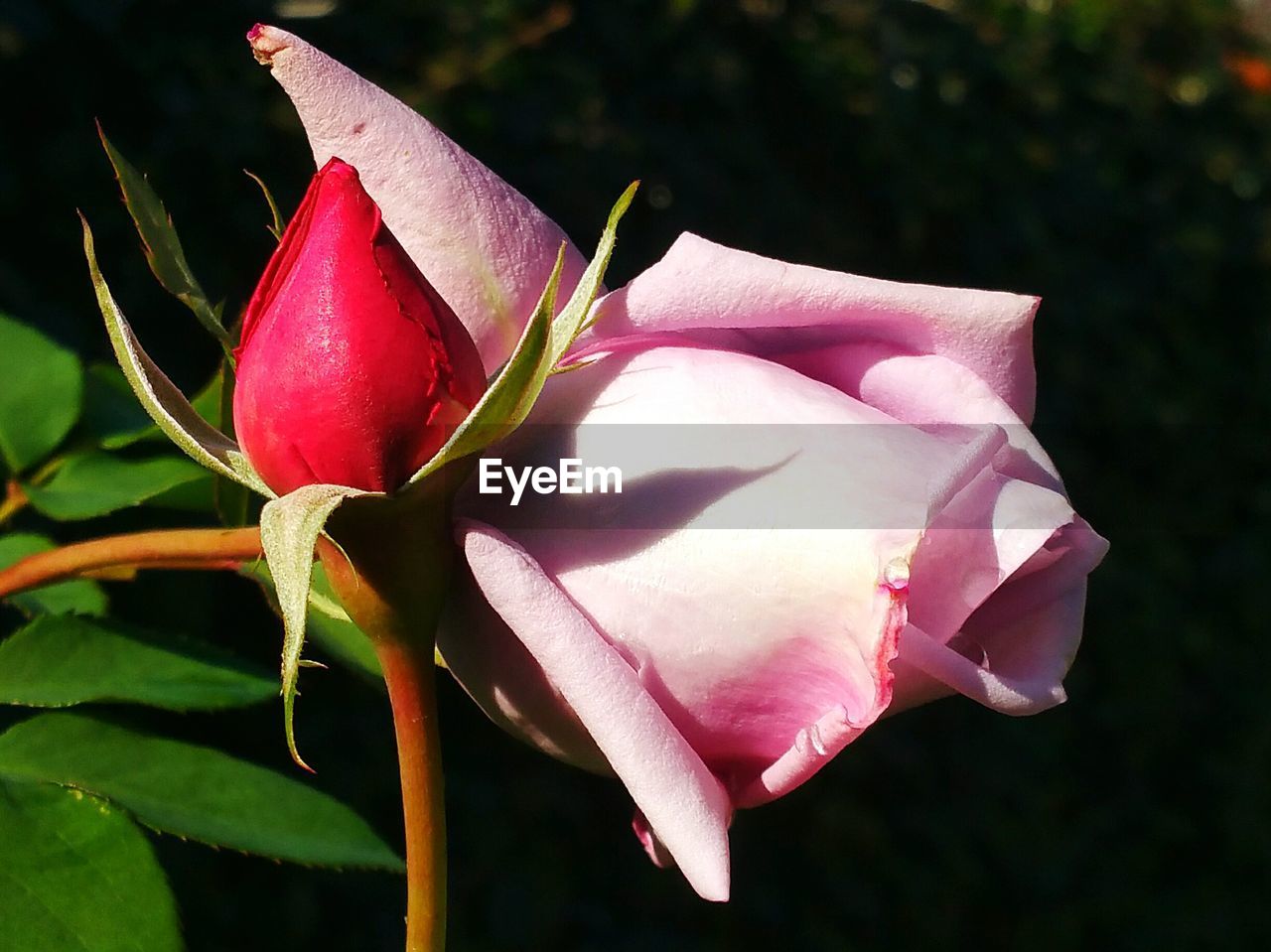 Close-up of roses blooming outdoors