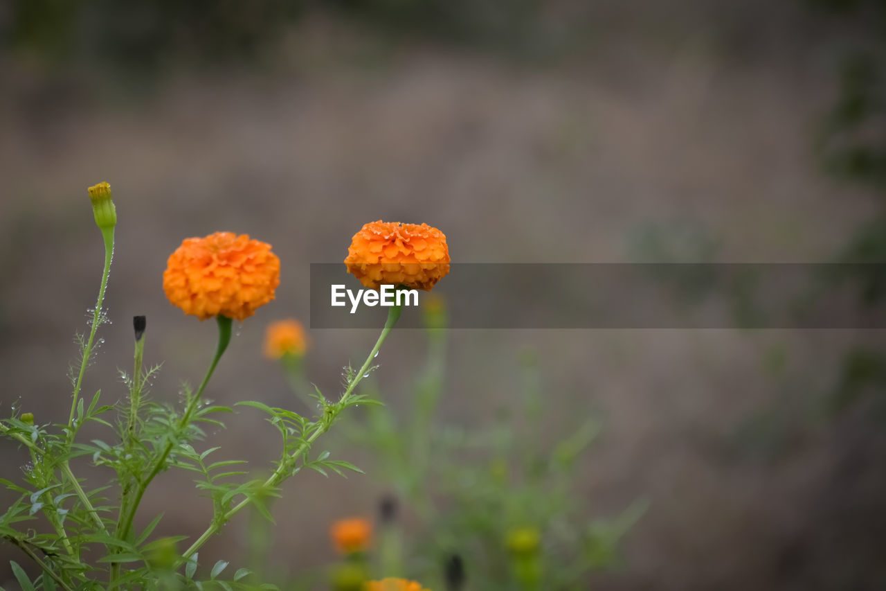 CLOSE-UP OF FLOWERING PLANT ON FIELD