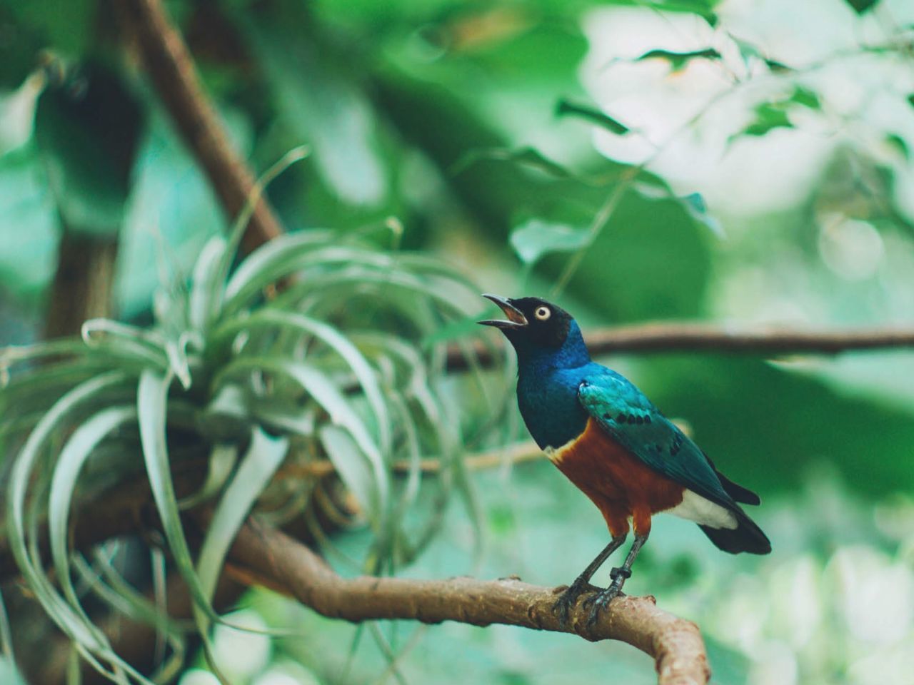Superb starling perching on tree in garden