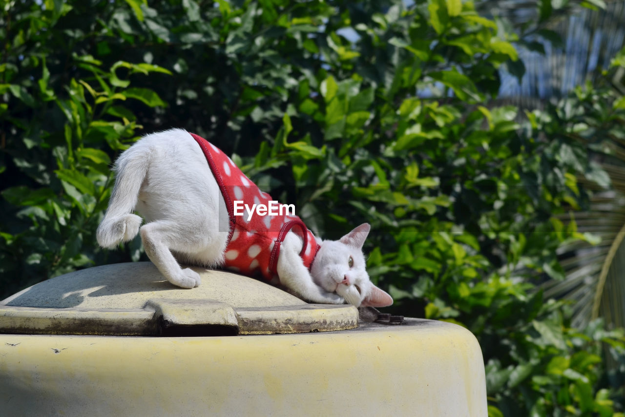 animal, animal themes, one animal, pet, mammal, plant, domestic animals, nature, animal wildlife, no people, cat, day, green, tree, outdoors, flower, wildlife, bird