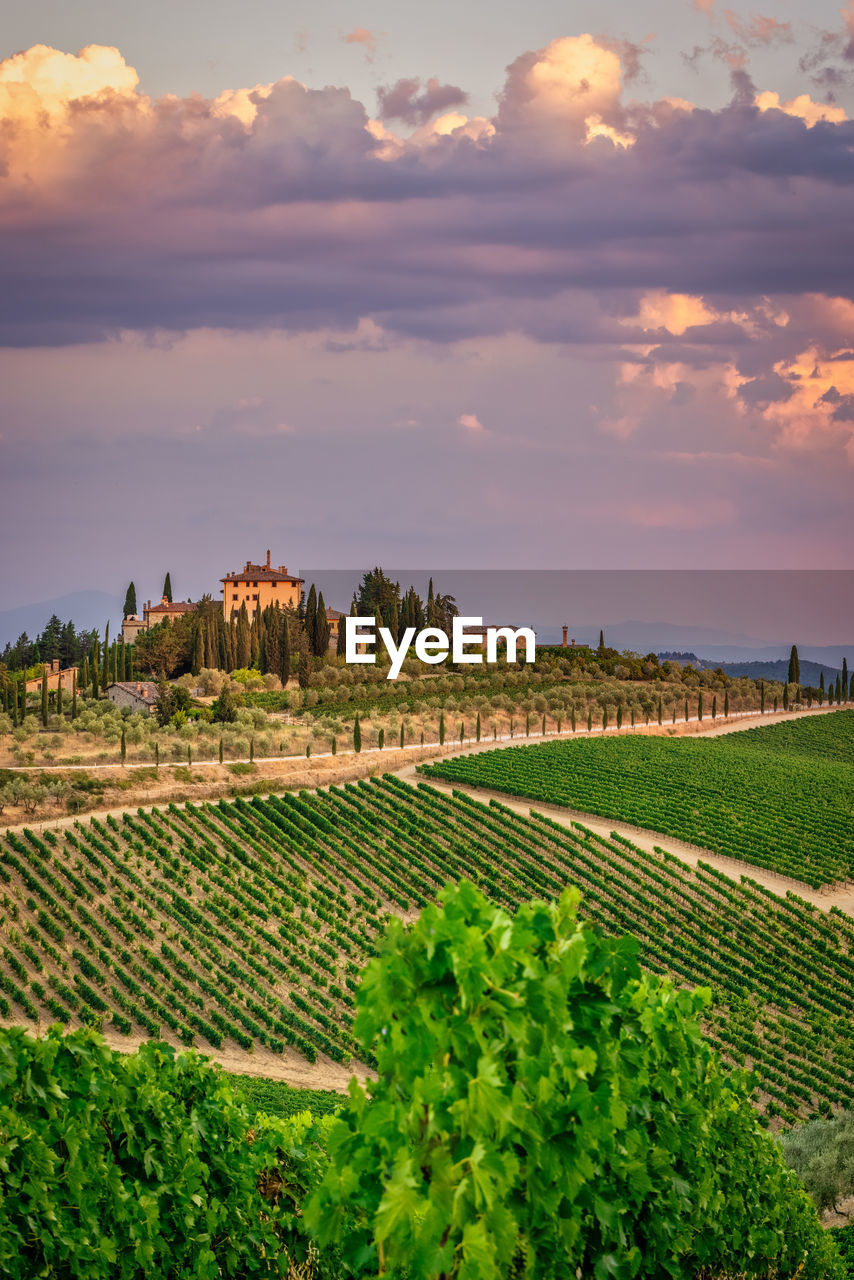 Tuscan winery in golden hour