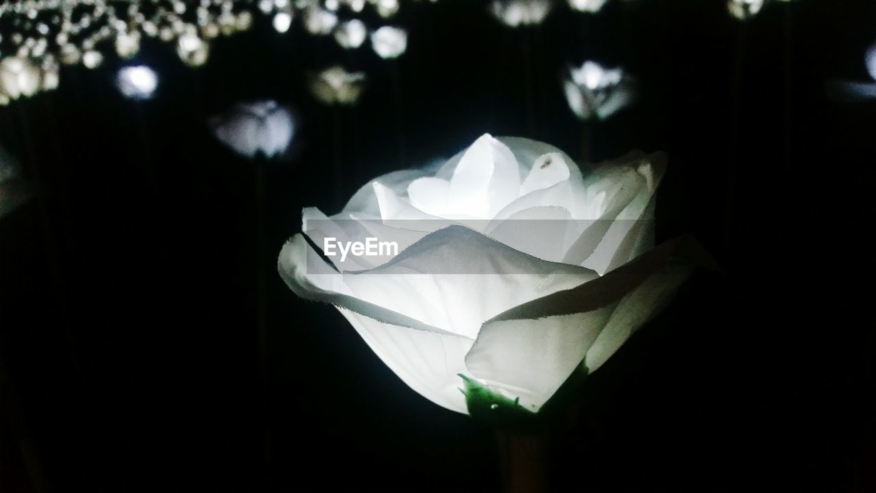 CLOSE-UP OF FRESH WHITE FLOWER