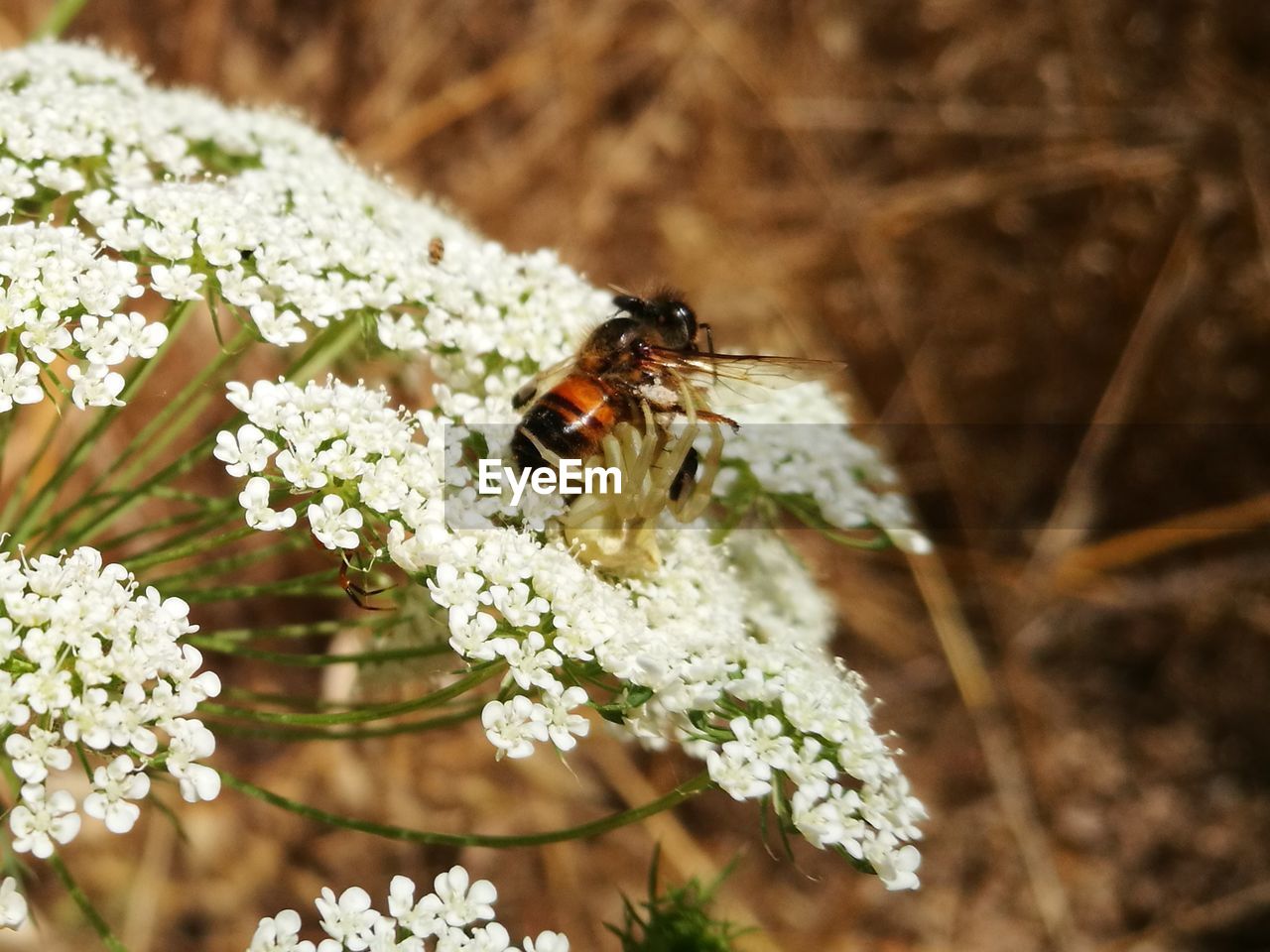 Spider finding on a honey bee 