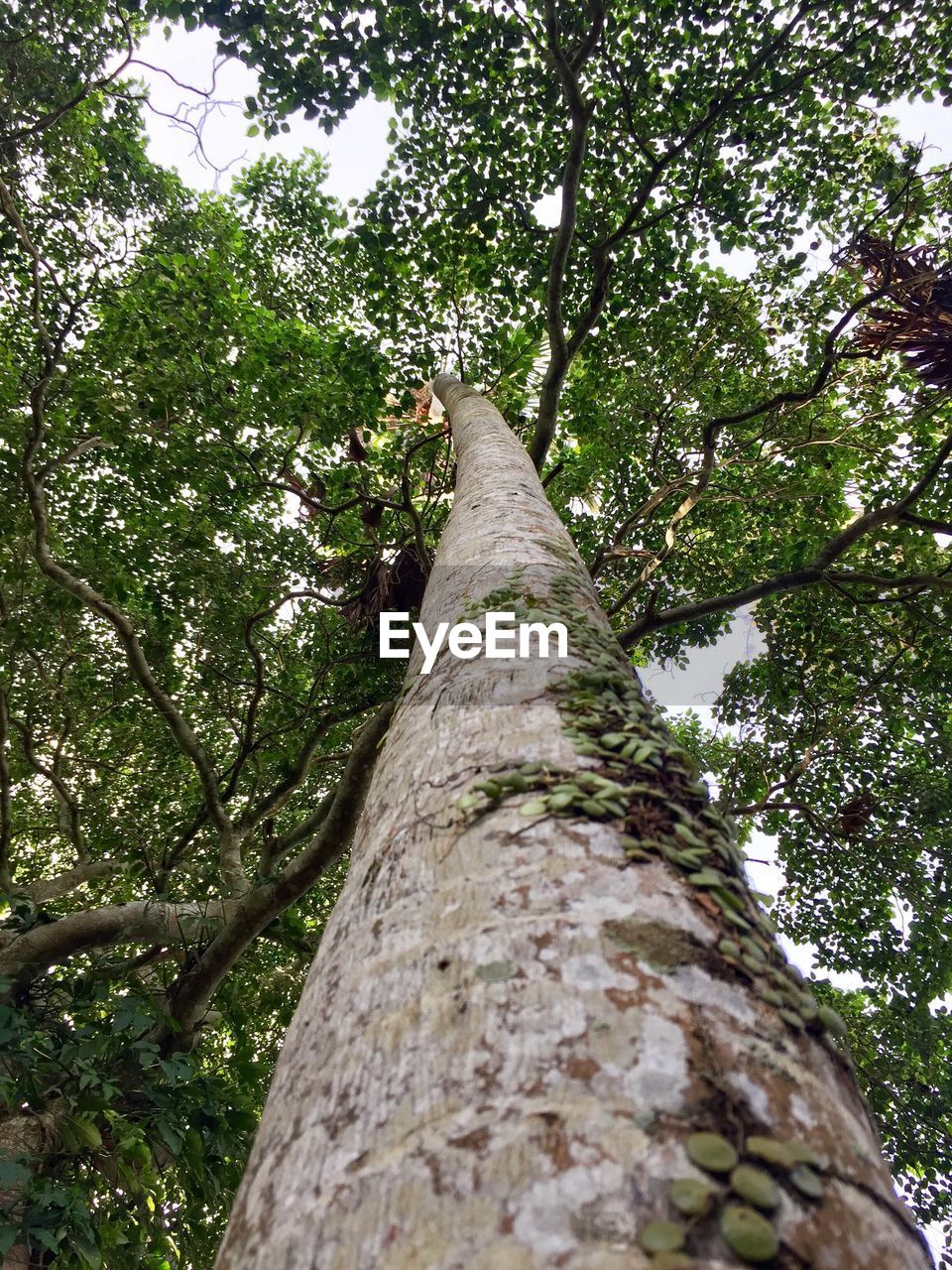 LOW ANGLE VIEW OF TREE IN FOREST