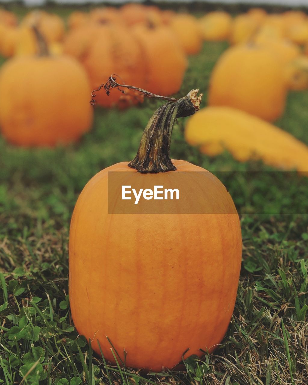 Close-up of pumpkin on field during autumn