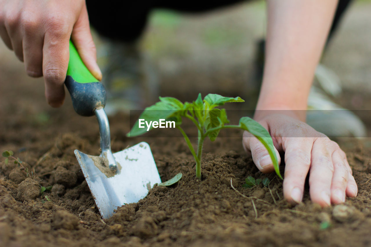 Cropped hands planting on field