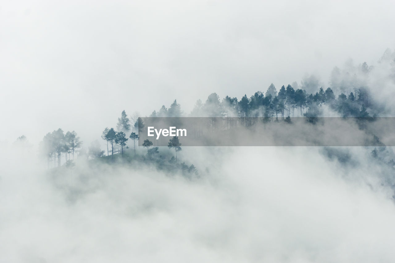 View of trees on mountain during foggy weather