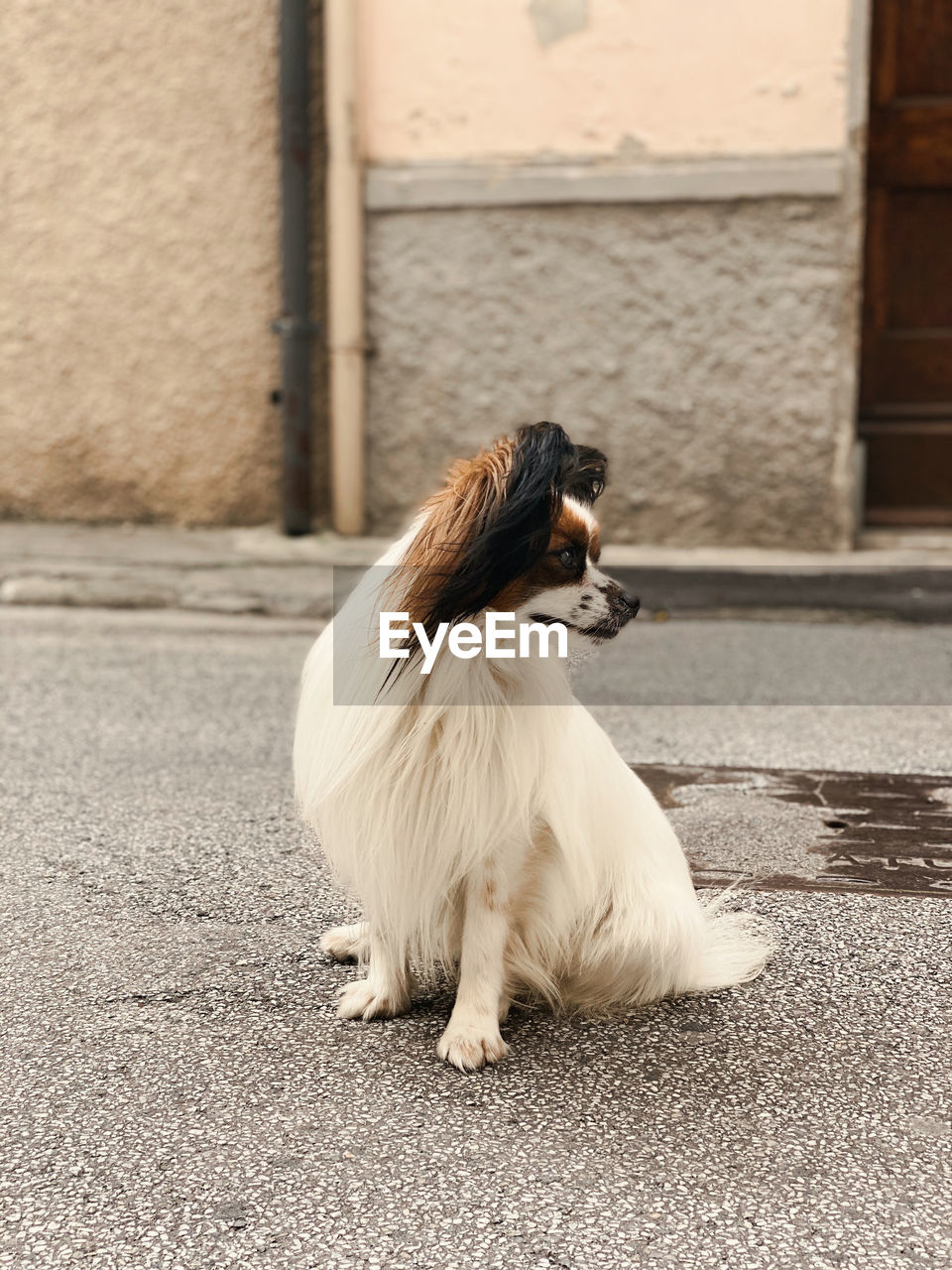 WHITE DOG LOOKING AWAY ON ROAD