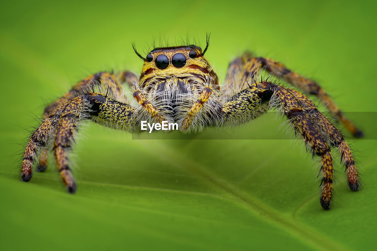 CLOSE-UP OF INSECT