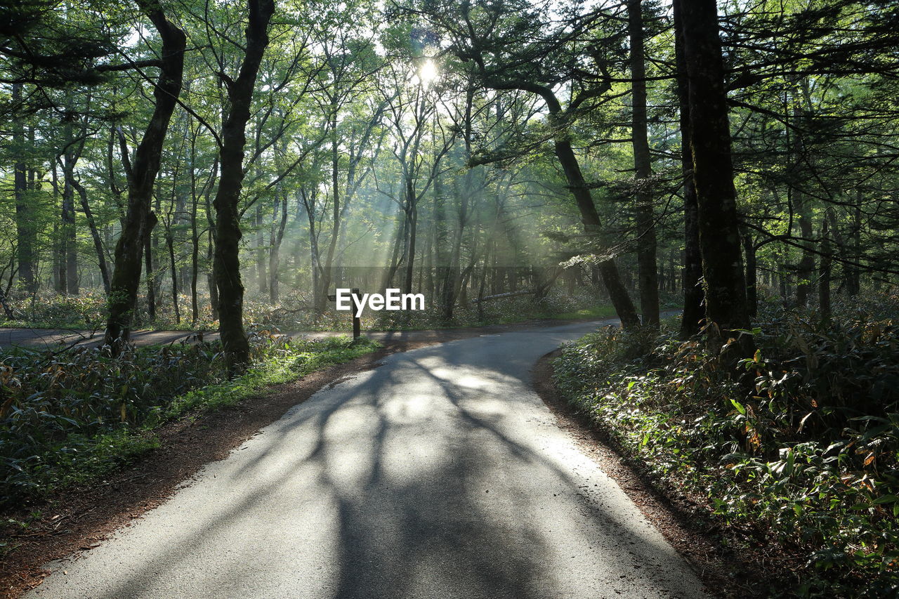 Empty road amidst trees in forest