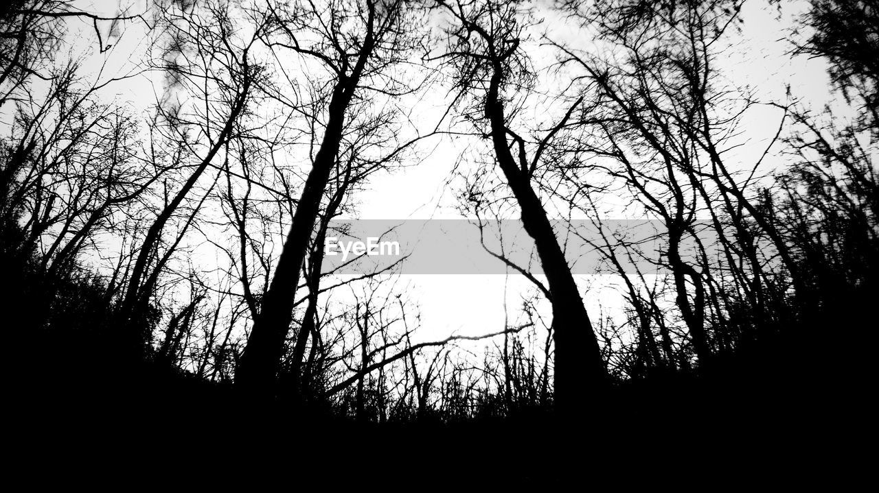 LOW ANGLE VIEW OF SILHOUETTE BARE TREES AGAINST SKY
