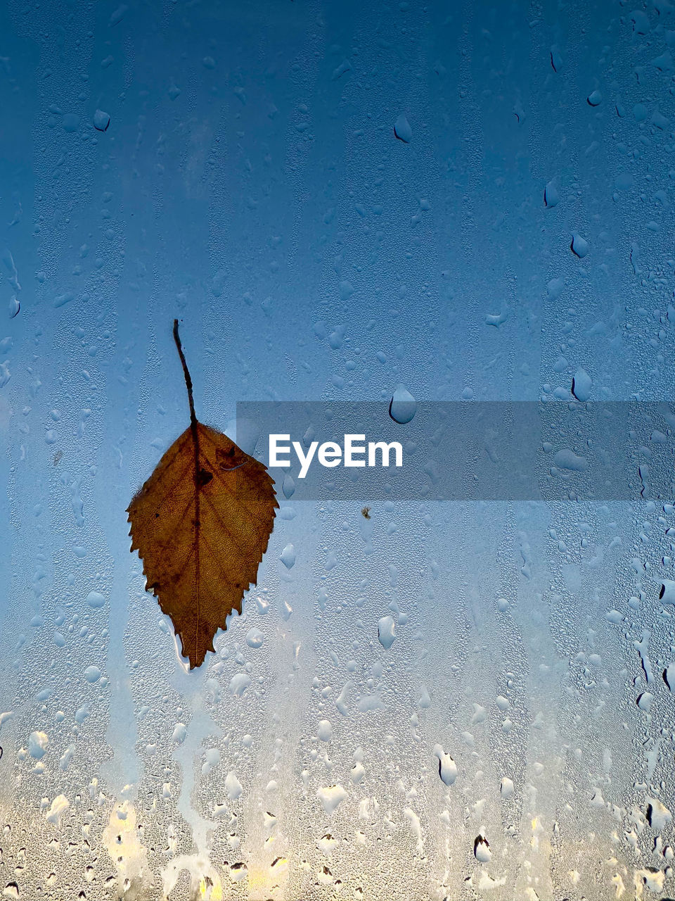drop, wet, water, nature, reflection, no people, rain, close-up, leaf, plant part, sunlight, sky, fragility, autumn, transparent, glass, outdoors, window, blue, macro photography, day, raindrop, beauty in nature, full frame, falling, environment, backgrounds