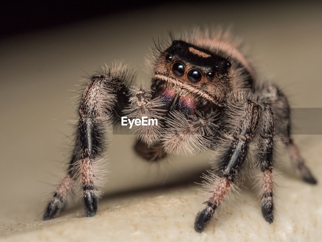 Close-up of spider