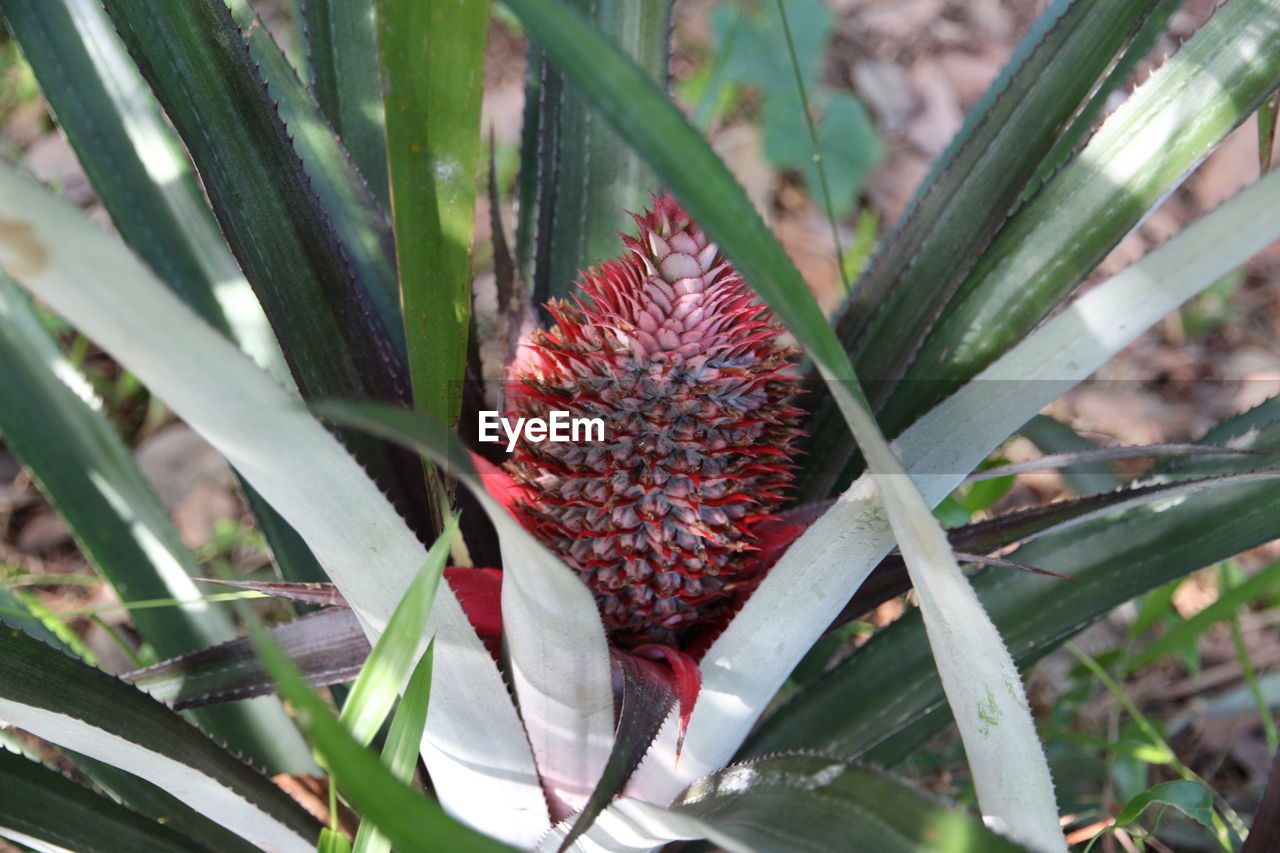 CLOSE-UP OF FLOWER PLANT