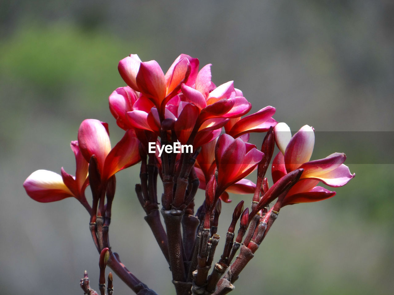 Close-up of pink flowers