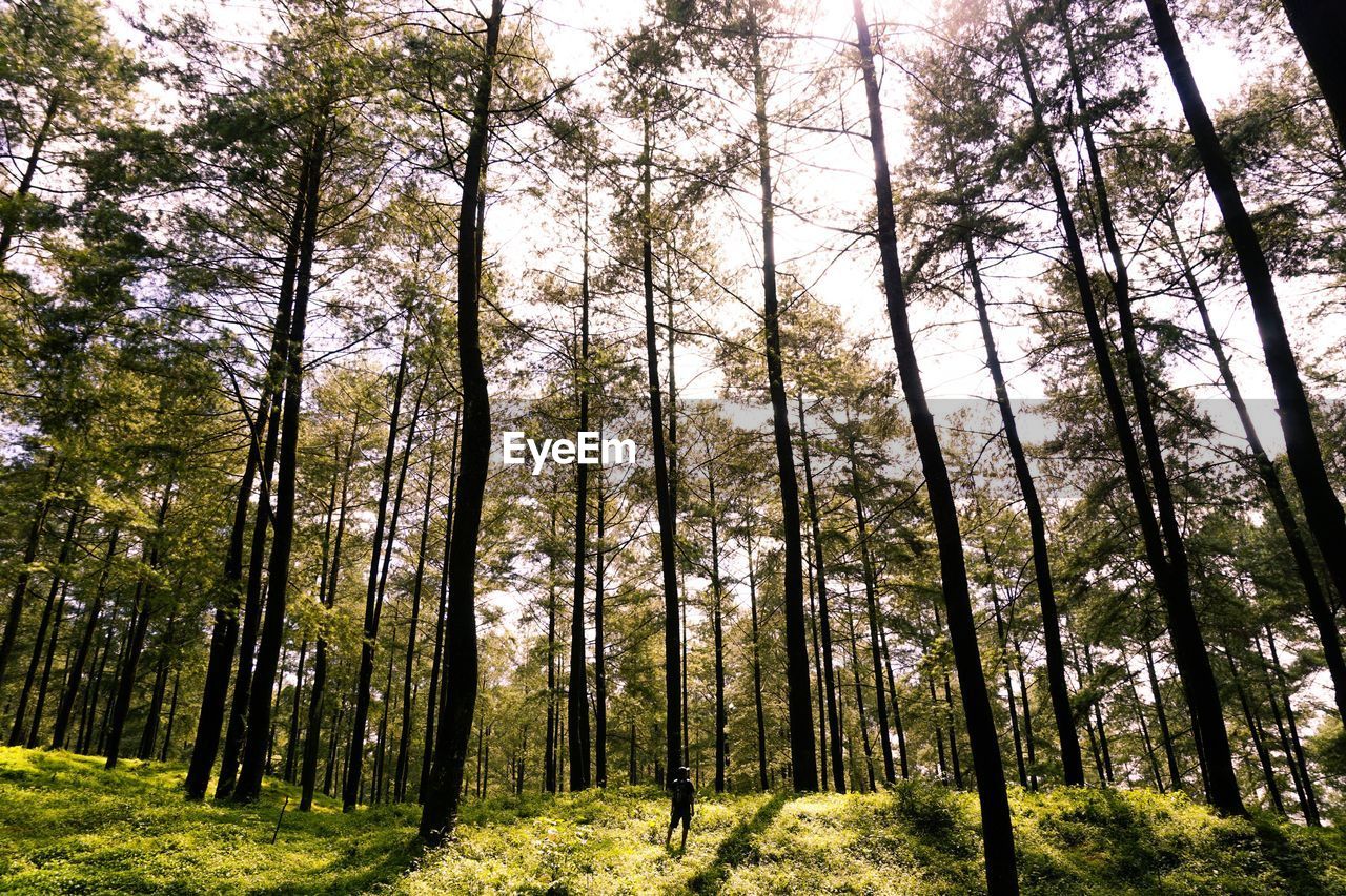 LOW ANGLE VIEW OF TREES AGAINST SKY