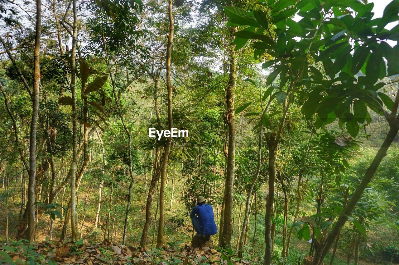 VIEW OF TREES IN FOREST