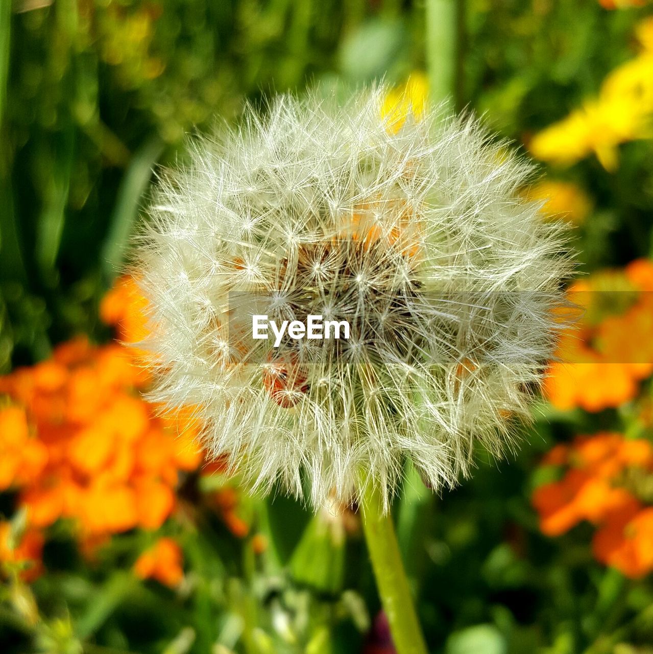 CLOSE-UP OF DANDELION FLOWERS