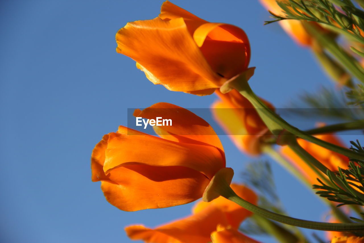 Low angle view of orange flowering plant against blue sky