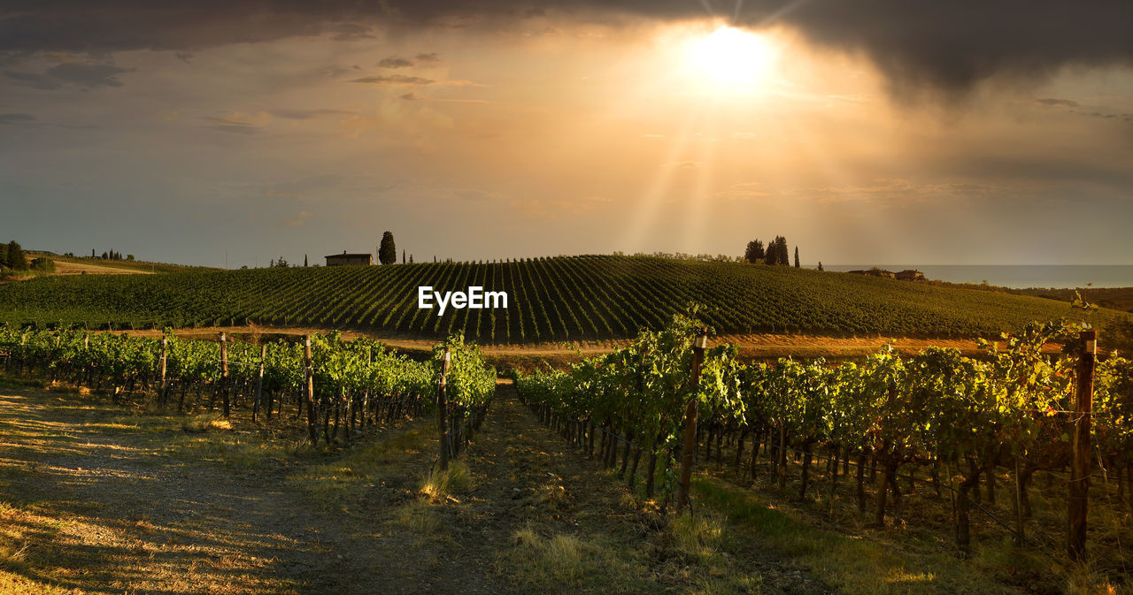 SCENIC VIEW OF VINEYARD AGAINST SKY