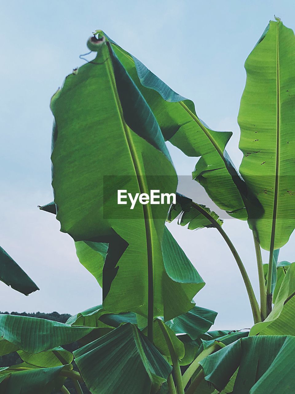 LOW ANGLE VIEW OF GREEN LEAVES