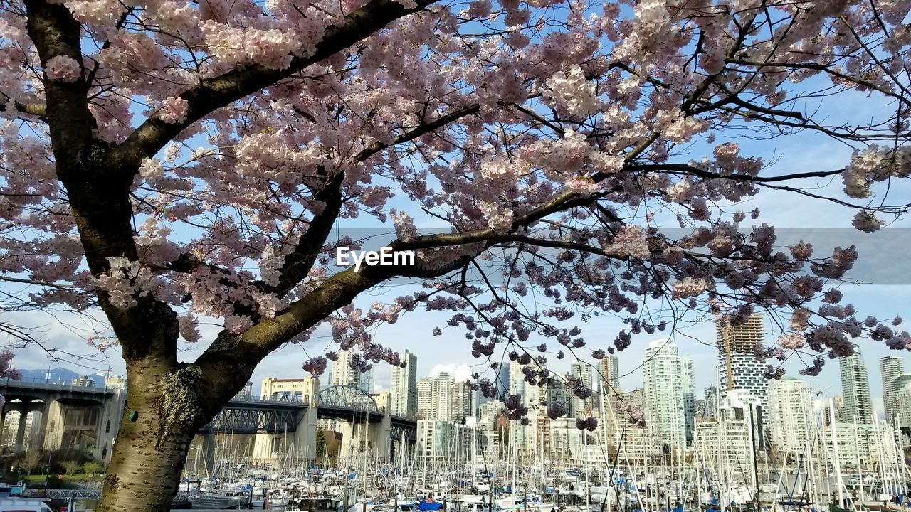 CHERRY BLOSSOMS IN CITY AGAINST SKY