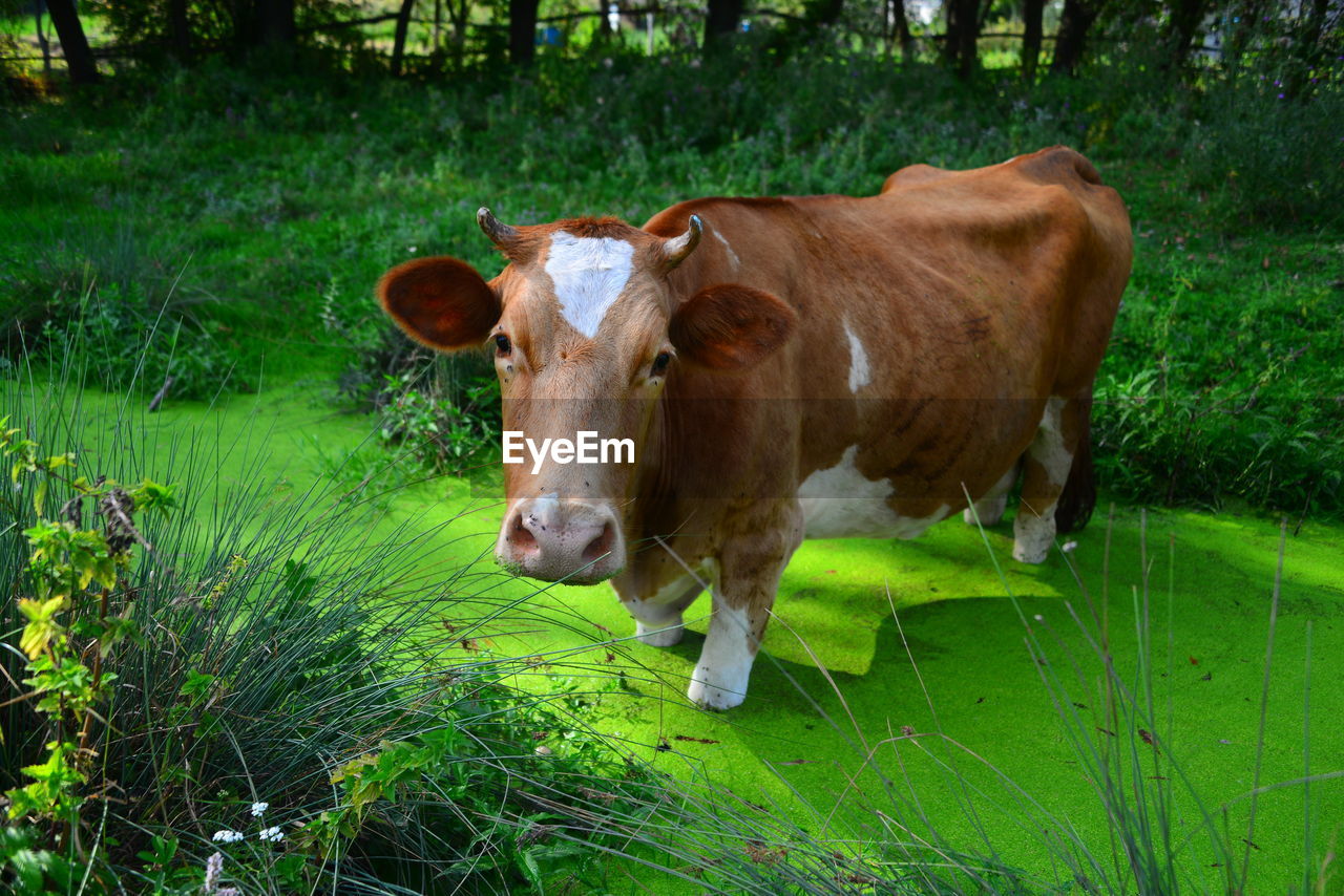 COW IN GRASS