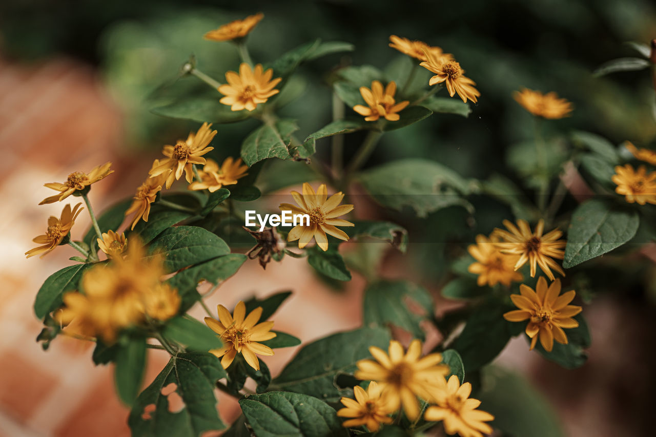 Close-up of yellow flowering plants