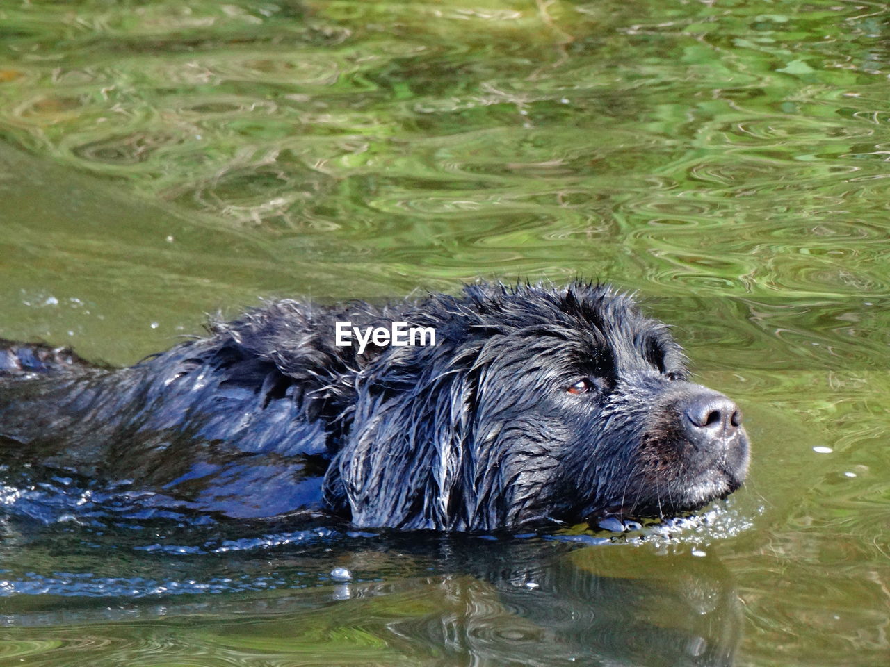 High angle view of newfoundland dog swimming in lake