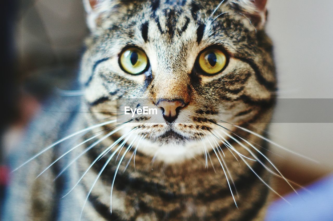 Close-up portrait of a cat