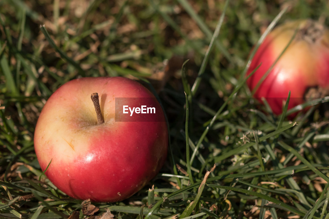 Close-up of apples on grass