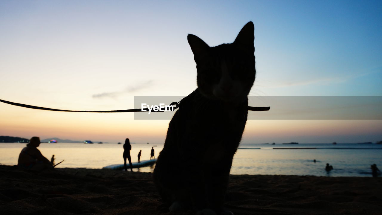 Silhouette of cat amongst people on seashore