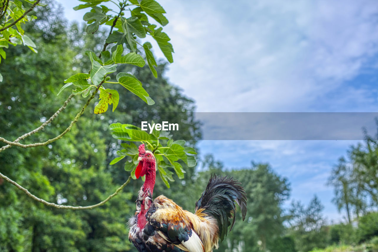 Rooster in saint-aignan in brittany