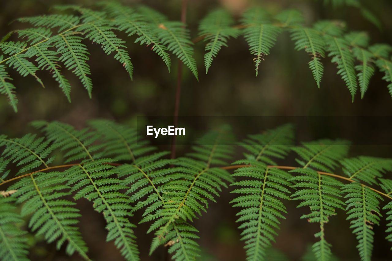 Close-up of fern leaves on tree in forest