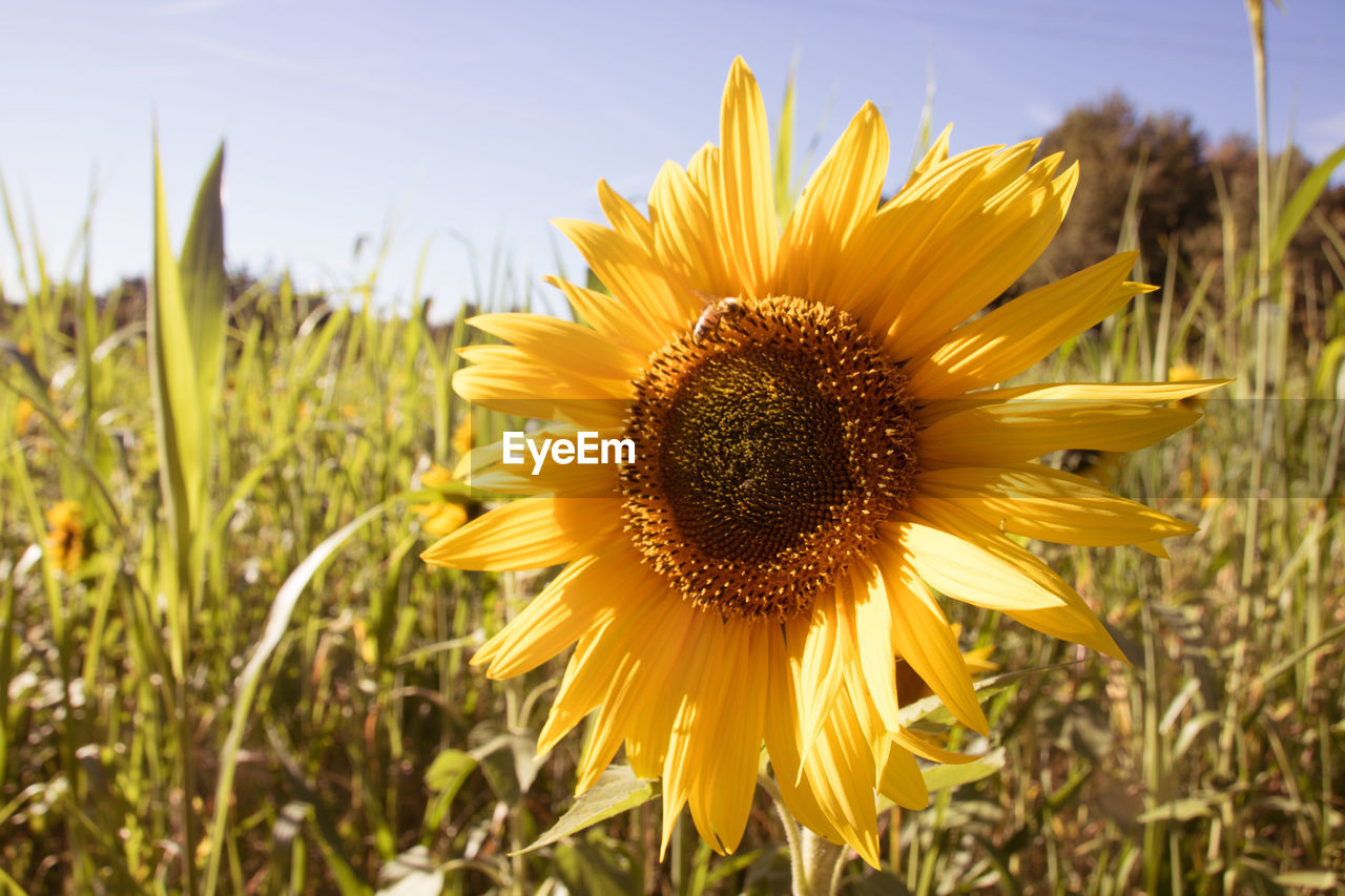 close-up of sunflower blooming outdoors