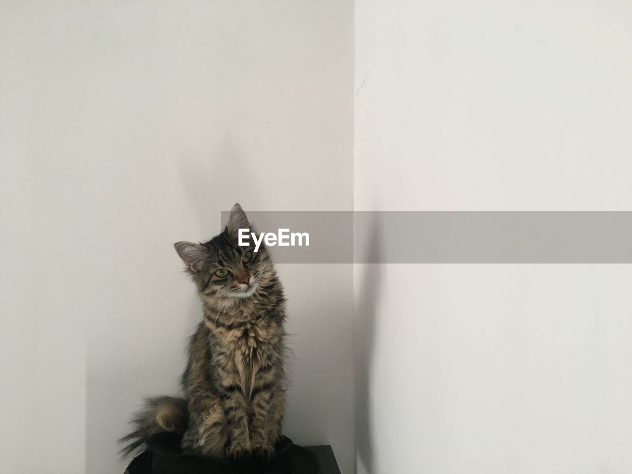 CAT SITTING AGAINST WALL