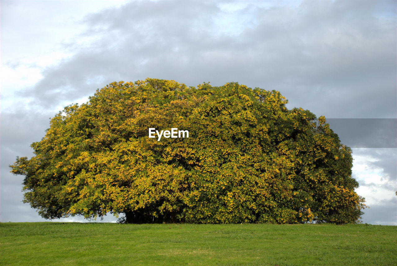 Tree on field against sky