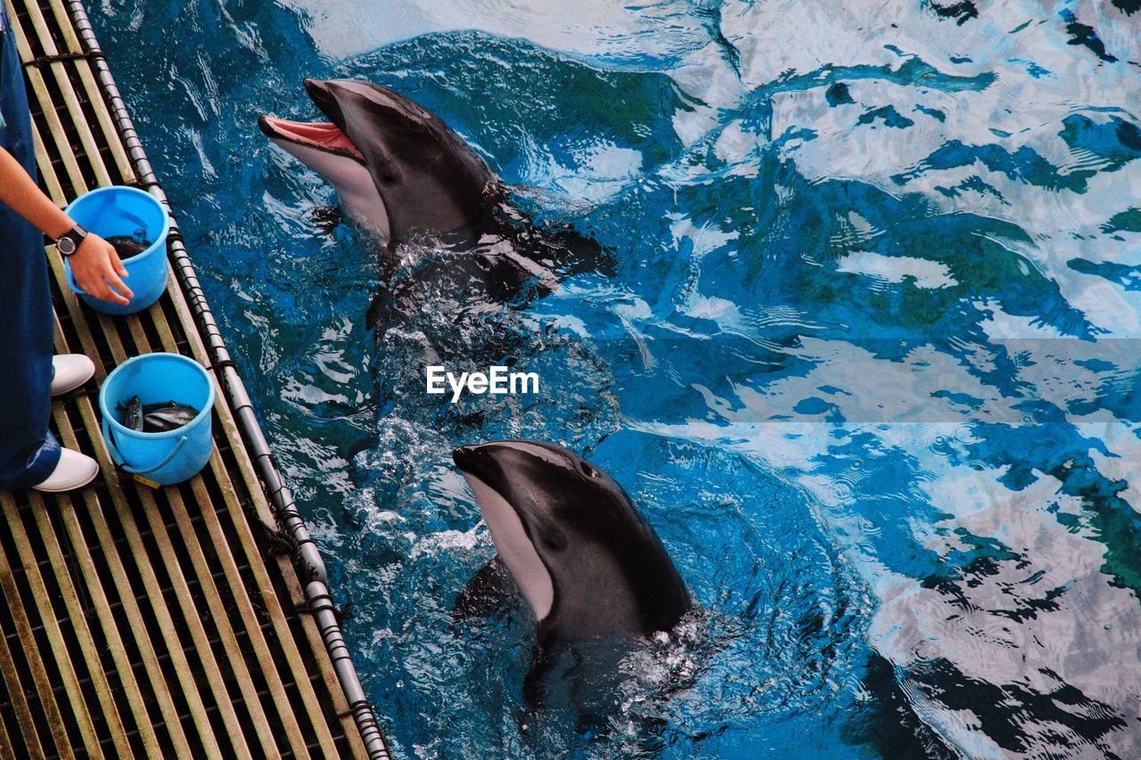 Low section of caretaker feeding dolphins at aquarium