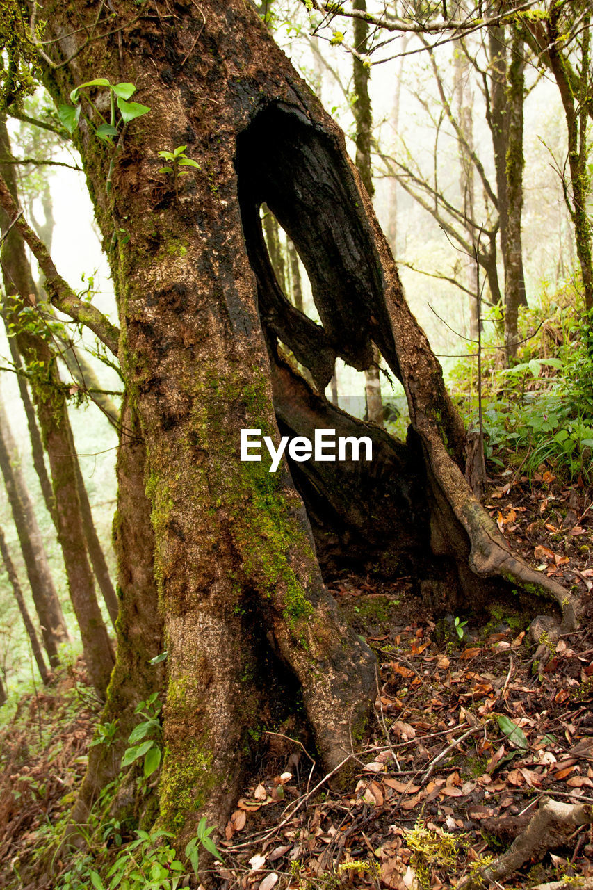 VIEW OF TREE TRUNK