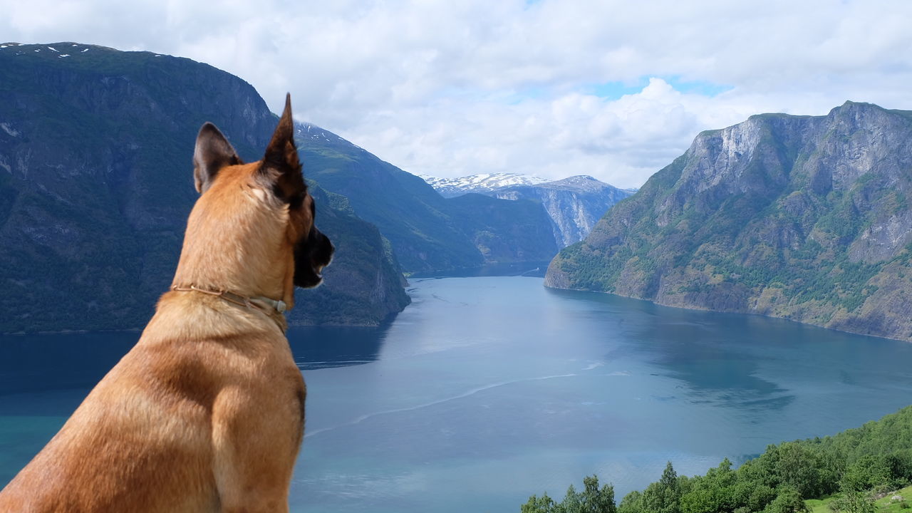 Dog on mountain against sky